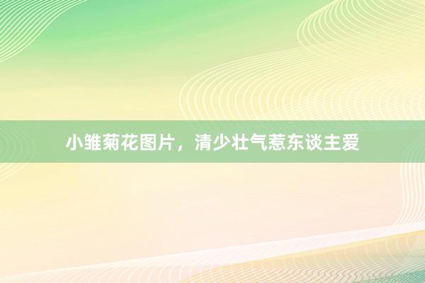 小雏菊花图片，清少壮气惹东谈主爱